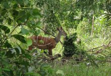 Bia National Park