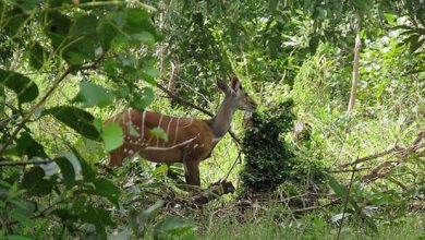 Bia National Park