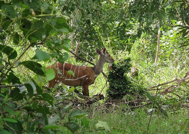 Bia National Park