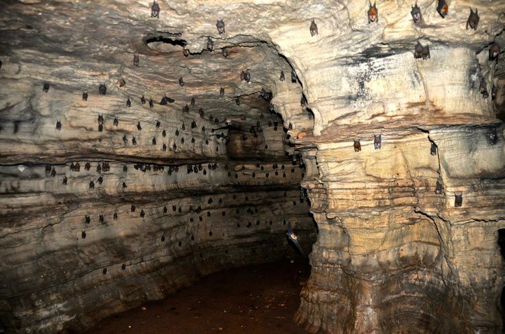 Buoyem Caves and Bats Colony