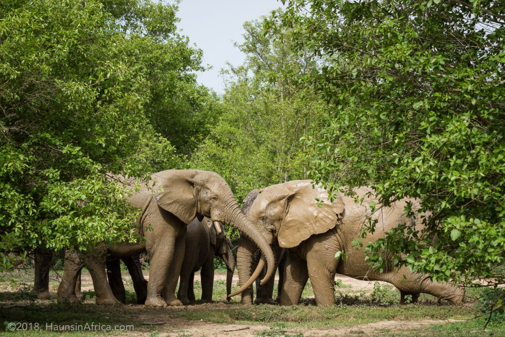 Mole National Park